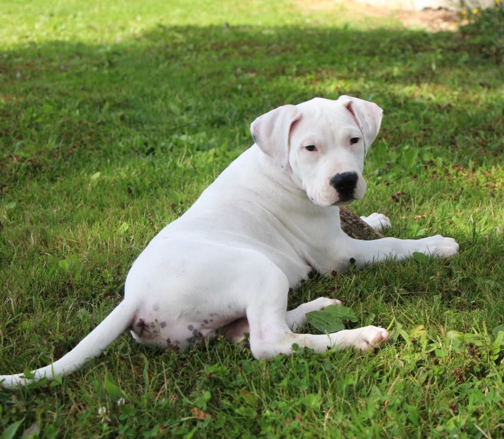 De La Notte Di Cane - Chiots disponibles - Dogo Argentino