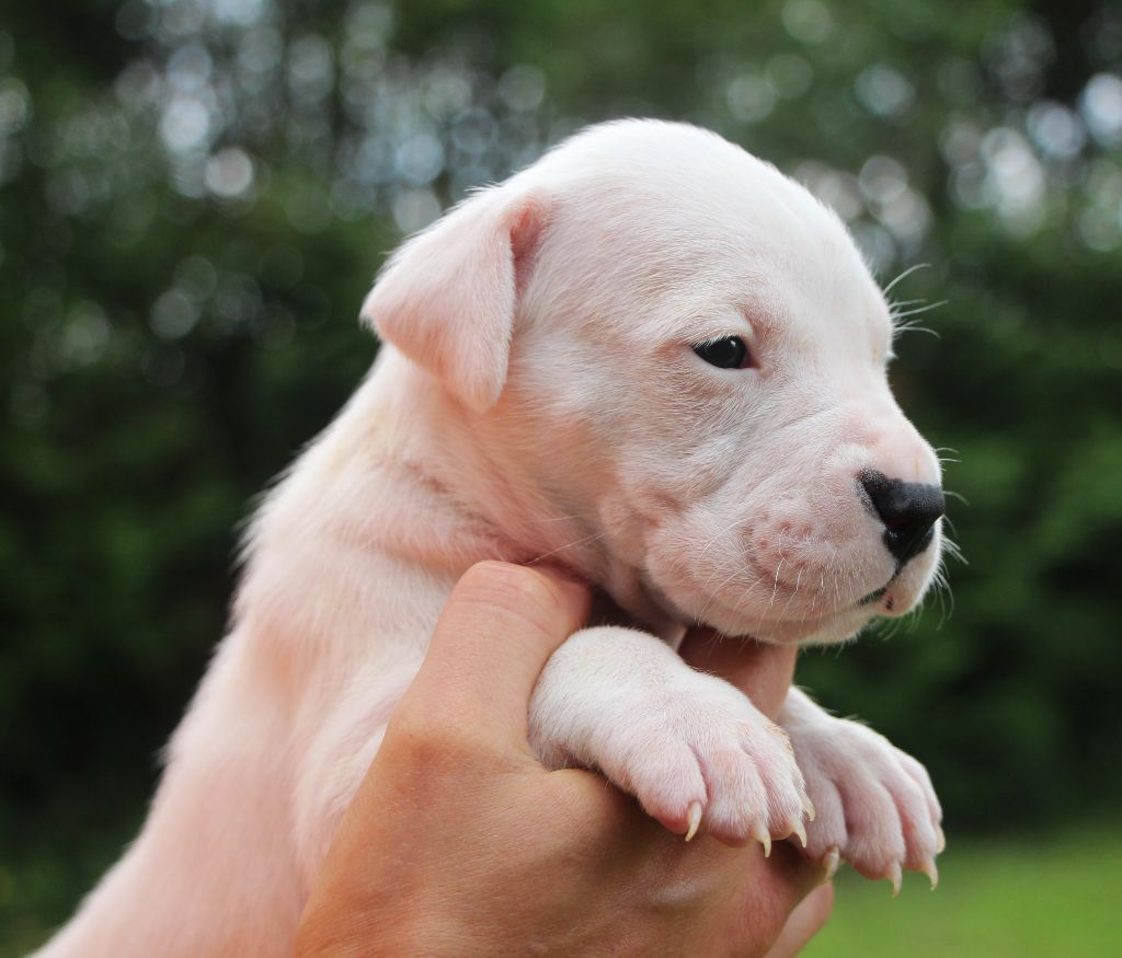 De La Notte Di Cane - Chiots disponibles - Dogo Argentino