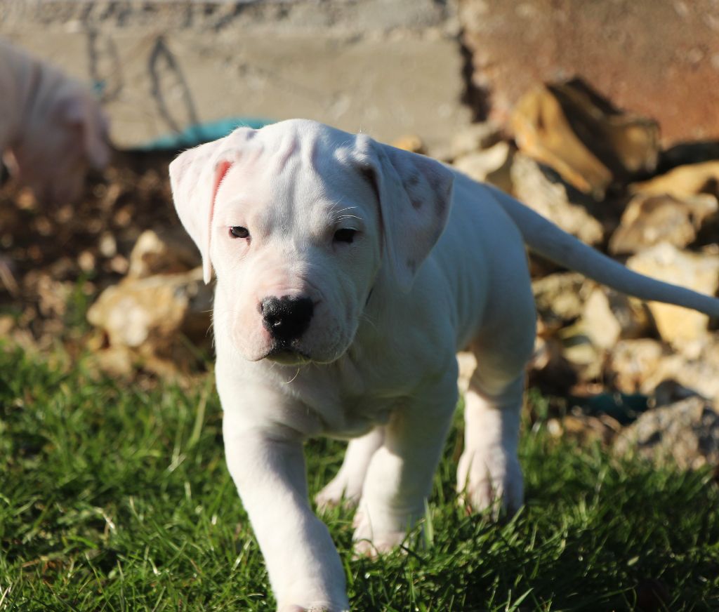 De La Notte Di Cane - Chiots disponibles - Dogo Argentino