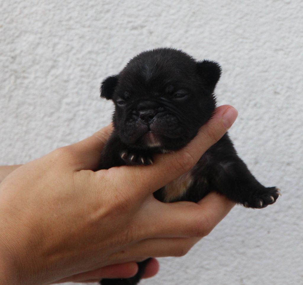 De La Notte Di Cane - Chiots disponibles - Bouledogue français