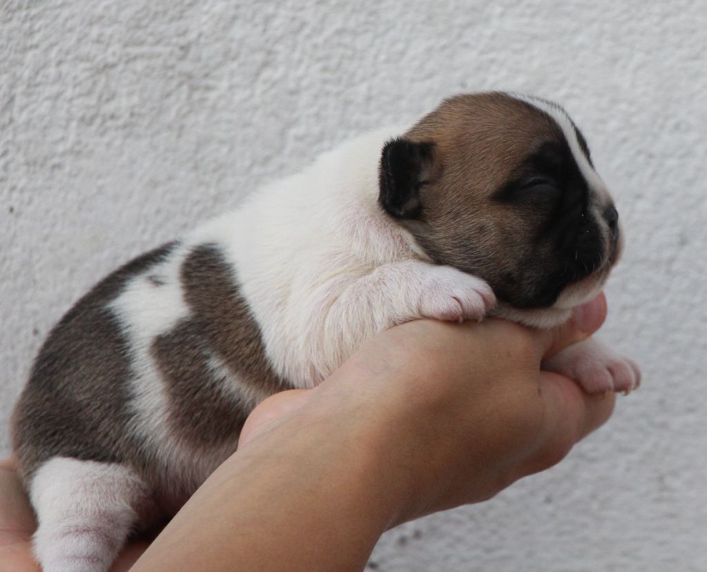 De La Notte Di Cane - Chiots disponibles - Bouledogue français