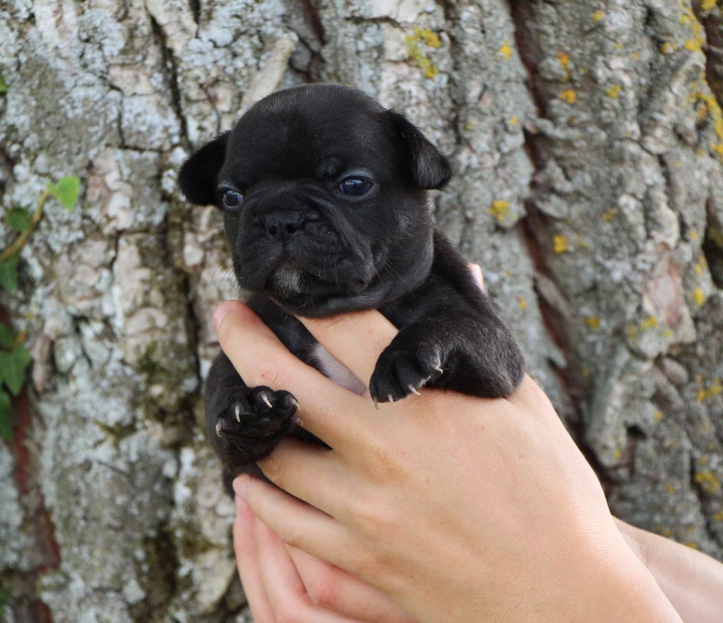 De La Notte Di Cane - Chiots disponibles - Bouledogue français