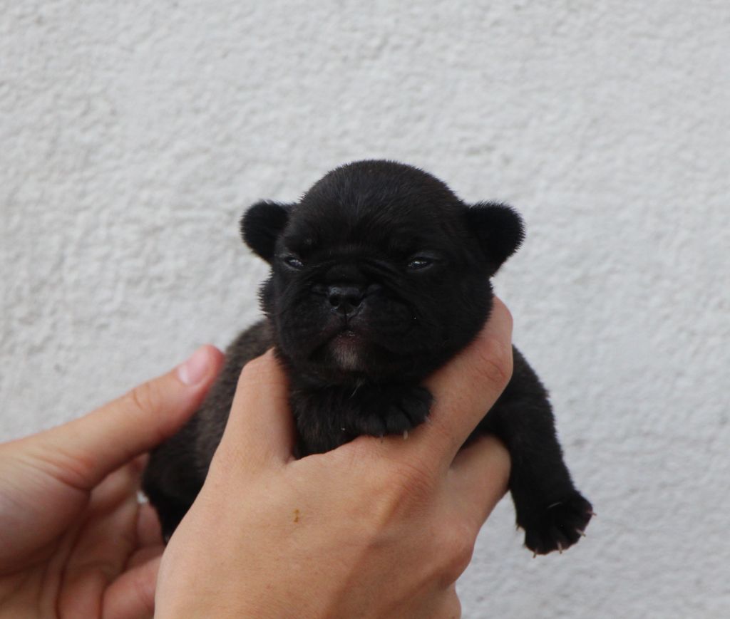 De La Notte Di Cane - Chiots disponibles - Bouledogue français