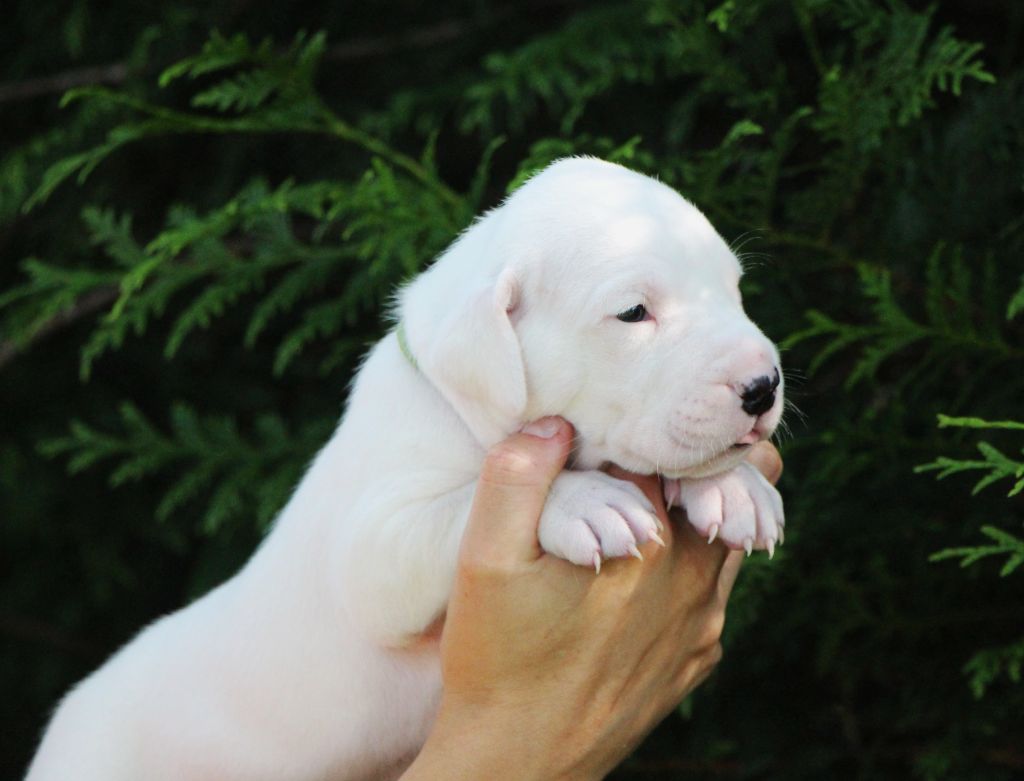 De La Notte Di Cane - Chiots disponibles - Dogo Argentino