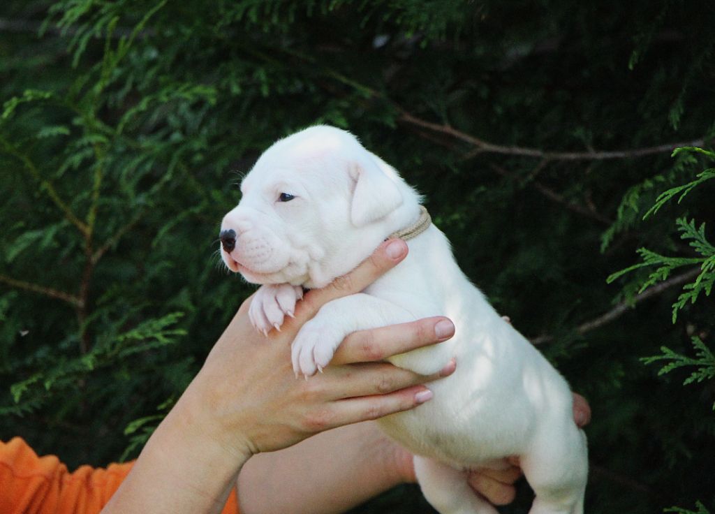 De La Notte Di Cane - Chiots disponibles - Dogo Argentino