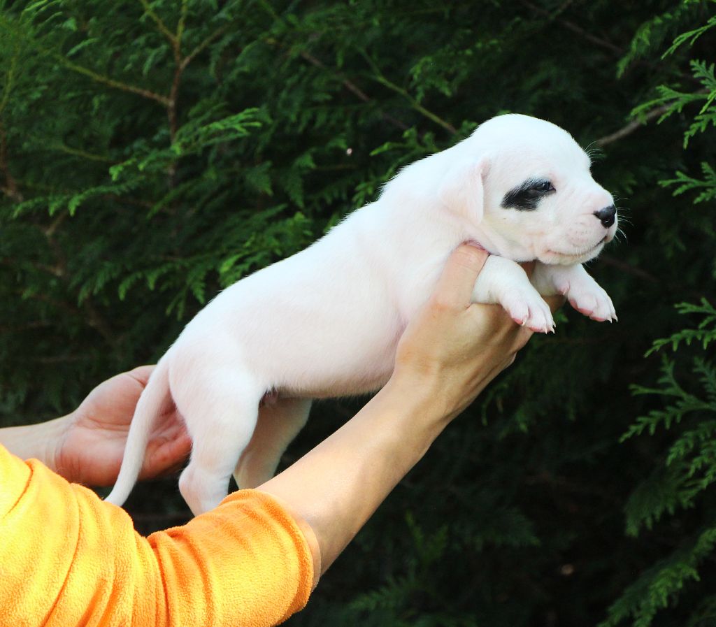 De La Notte Di Cane - Chiots disponibles - Dogo Argentino