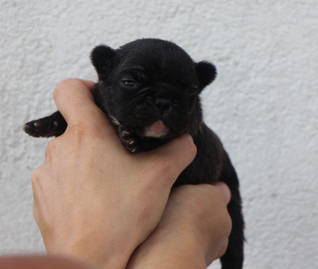 De La Notte Di Cane - Chiots disponibles - Bouledogue français