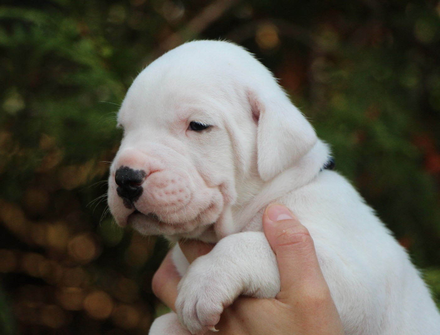 De La Notte Di Cane - Chiots disponibles - Dogo Argentino