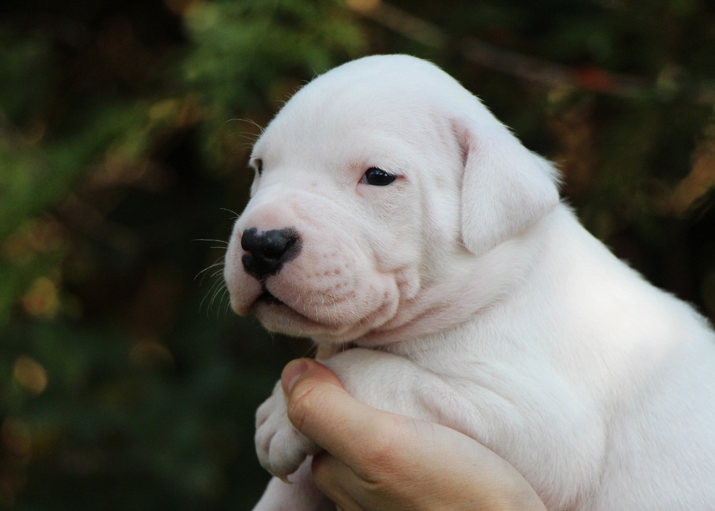 De La Notte Di Cane - Chiots disponibles - Dogo Argentino