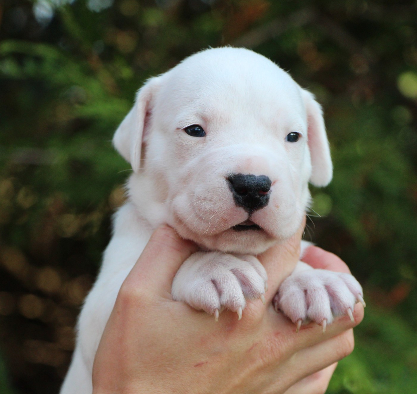 De La Notte Di Cane - Chiots disponibles - Dogo Argentino
