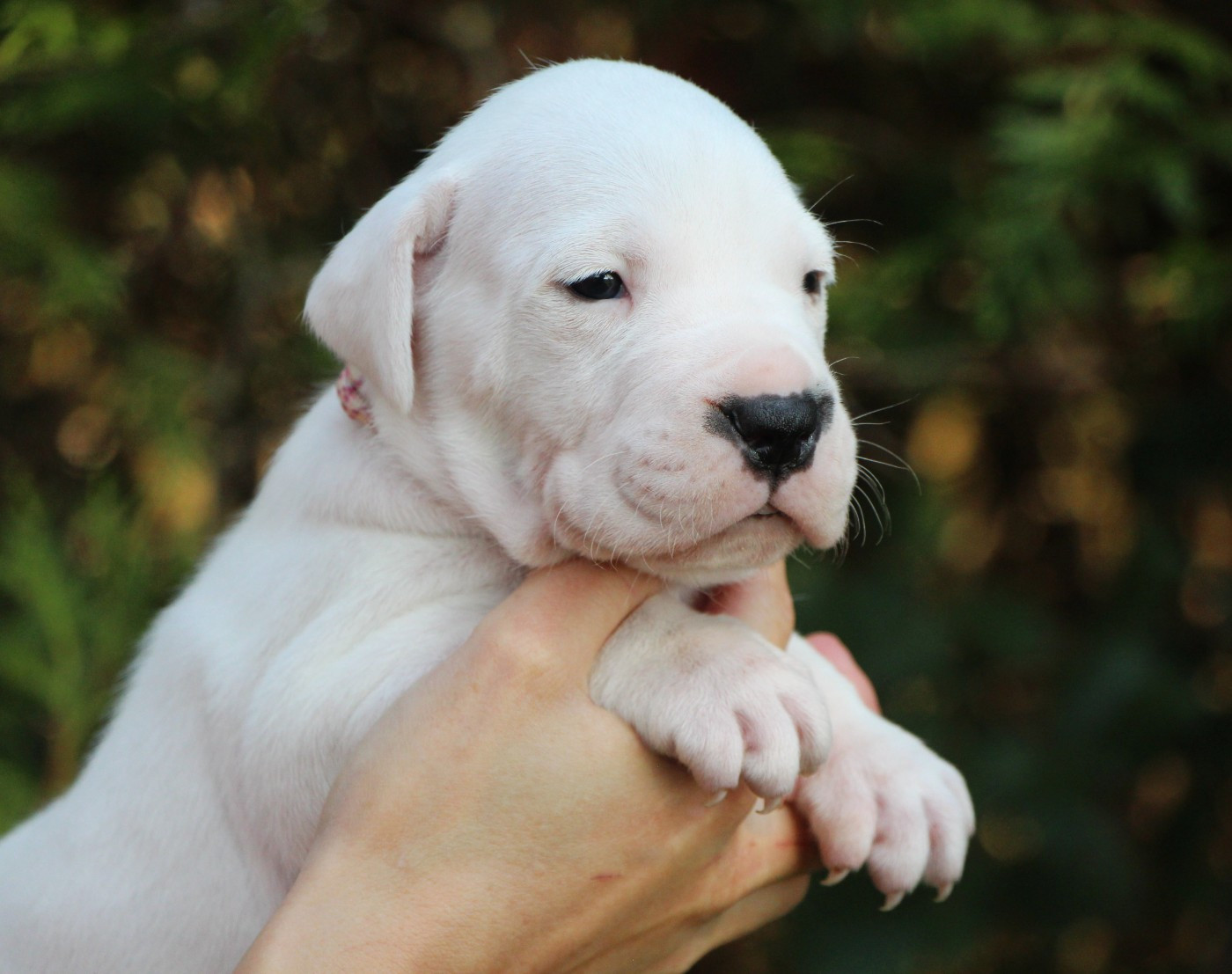 De La Notte Di Cane - Chiots disponibles - Dogo Argentino