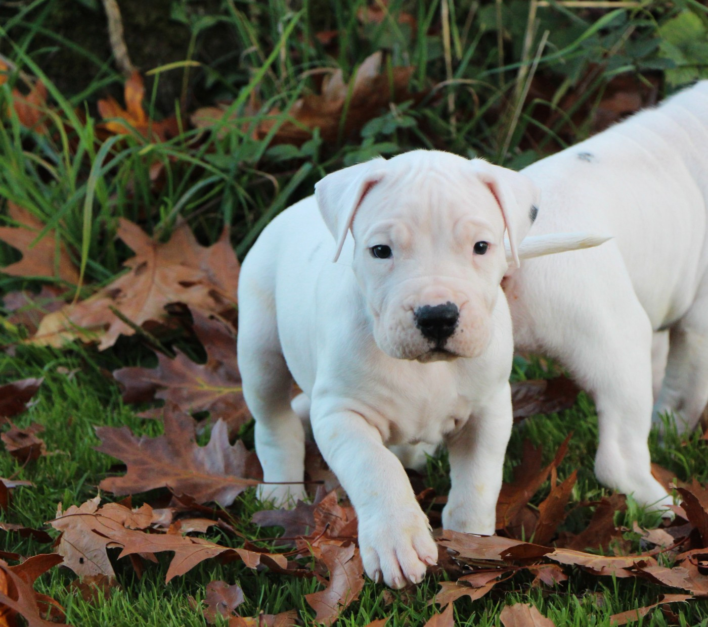 De La Notte Di Cane - Chiots disponibles - Dogo Argentino