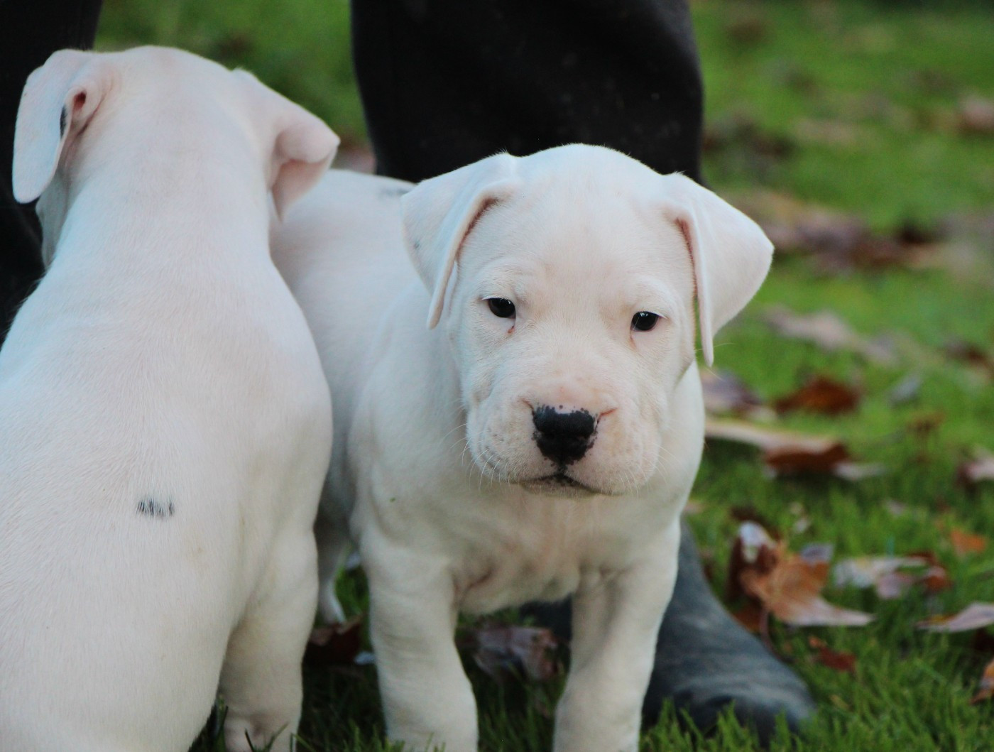 De La Notte Di Cane - Chiots disponibles - Dogo Argentino