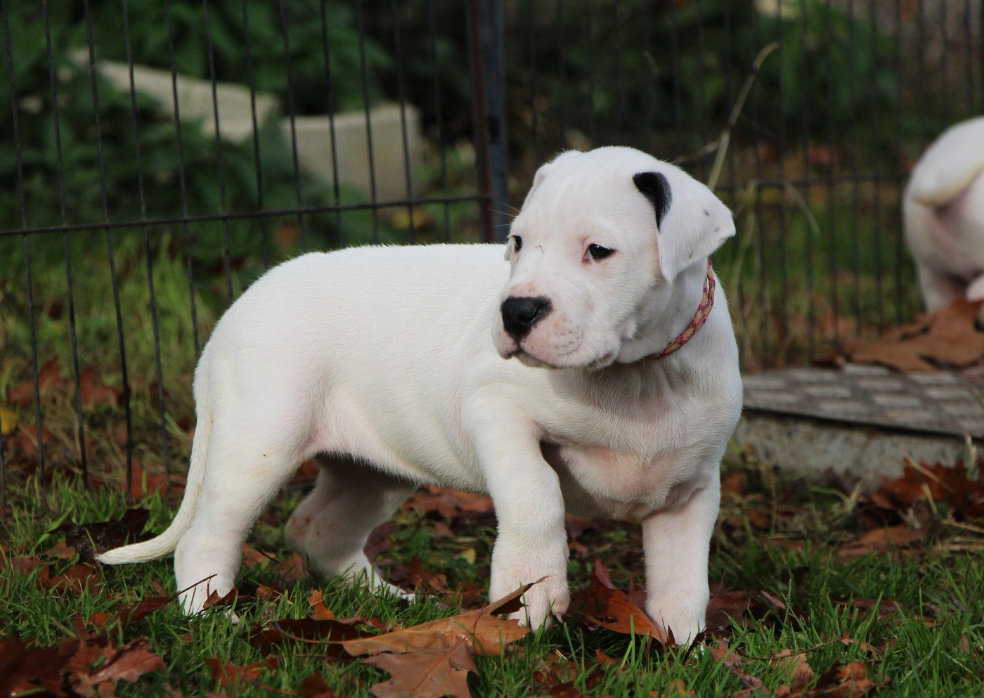 De La Notte Di Cane - Chiots disponibles - Dogo Argentino