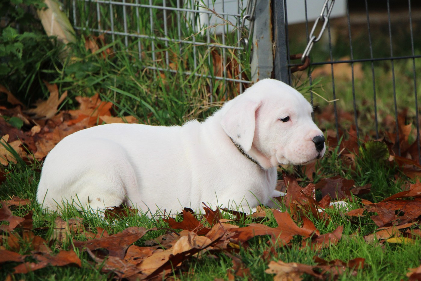 De La Notte Di Cane - Chiots disponibles - Dogo Argentino
