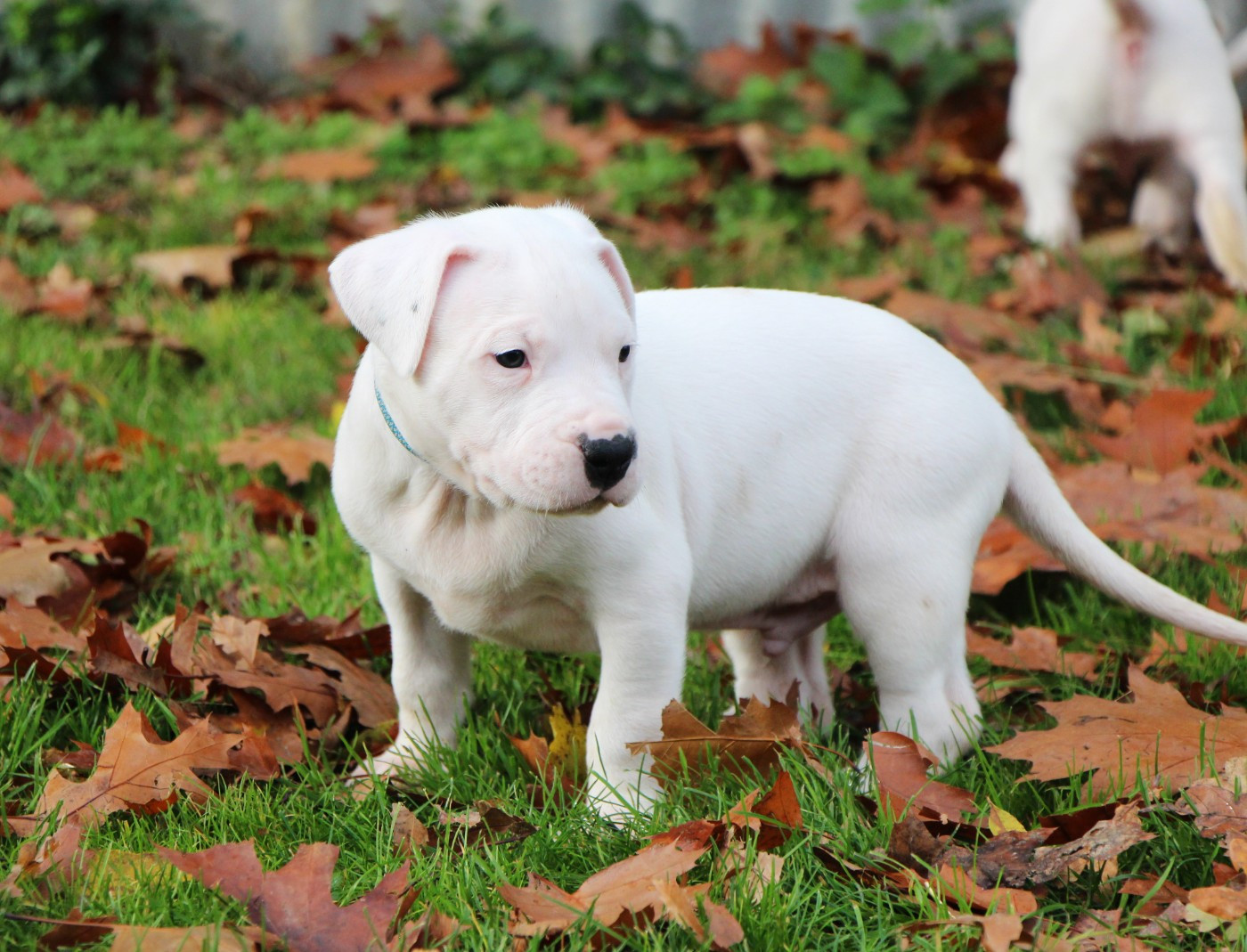 De La Notte Di Cane - Chiots disponibles - Dogo Argentino