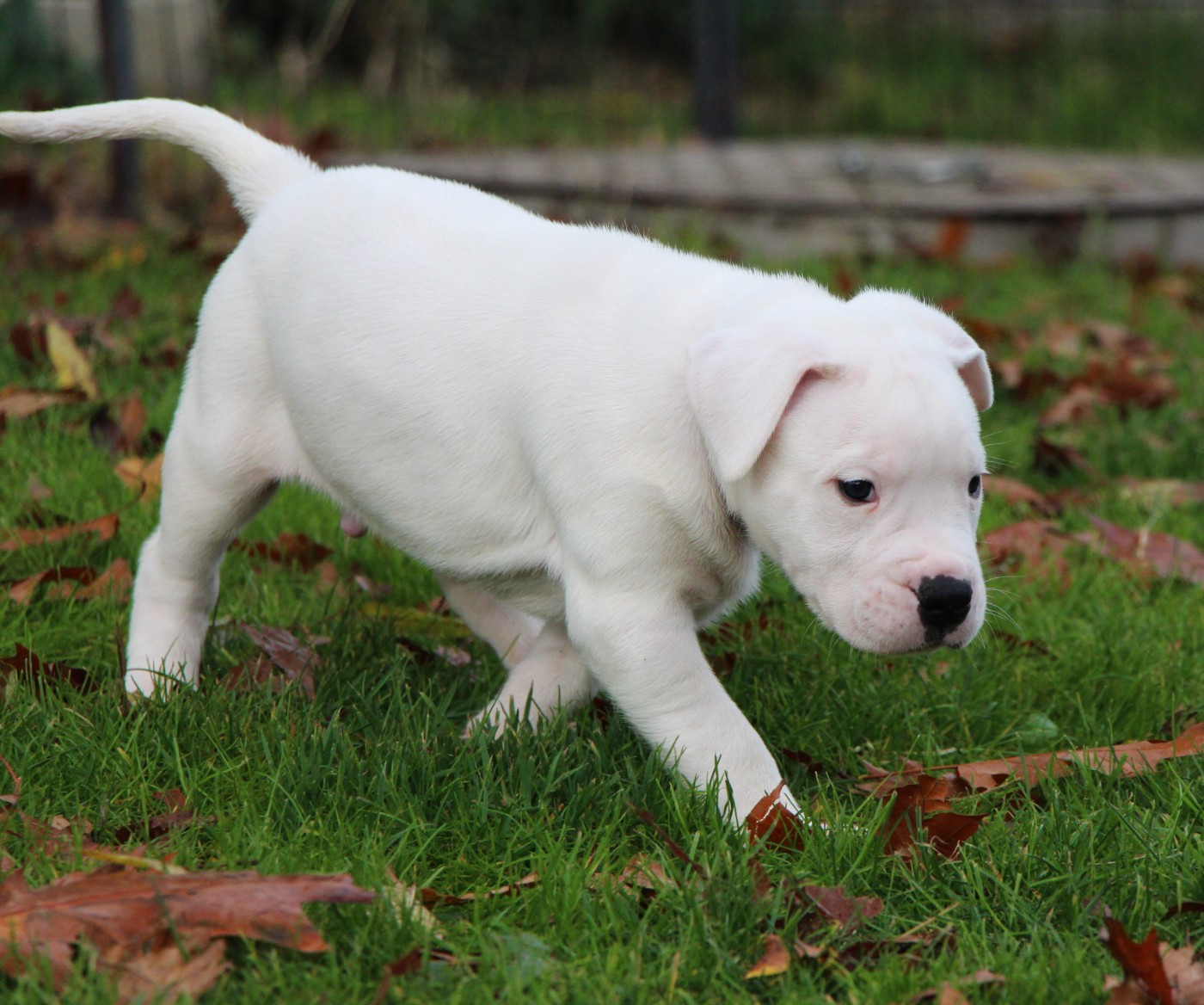 De La Notte Di Cane - Chiots disponibles - Dogo Argentino