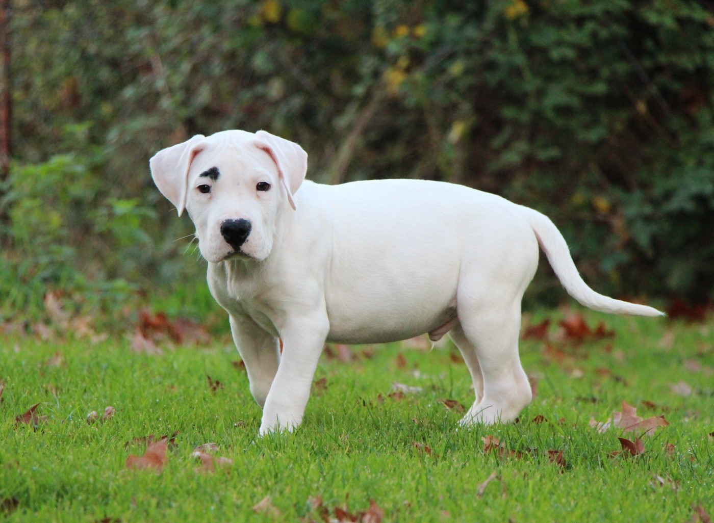 De La Notte Di Cane - Chiots disponibles - Dogo Argentino