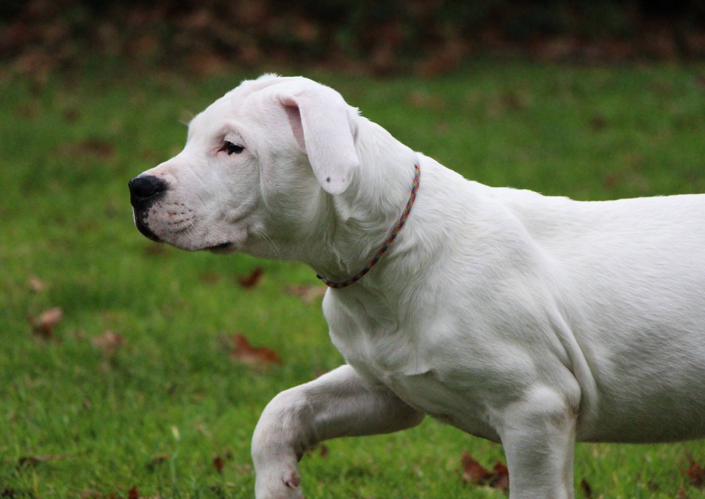 De La Notte Di Cane - Chiots disponibles - Dogo Argentino