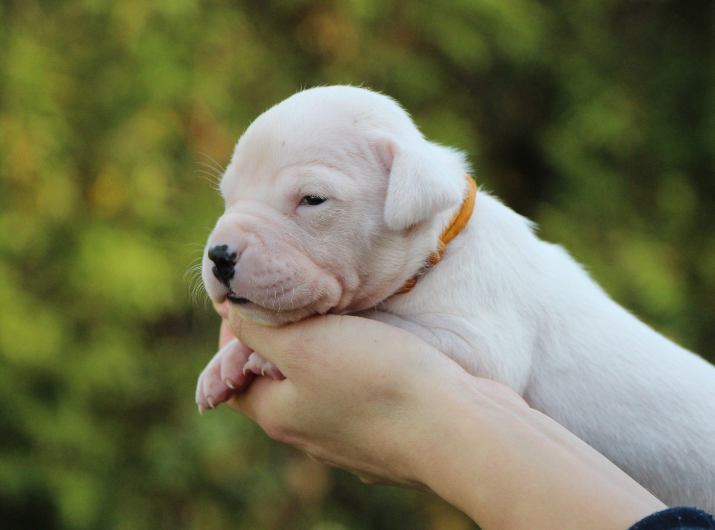 De La Notte Di Cane - Chiots disponibles - Dogo Argentino
