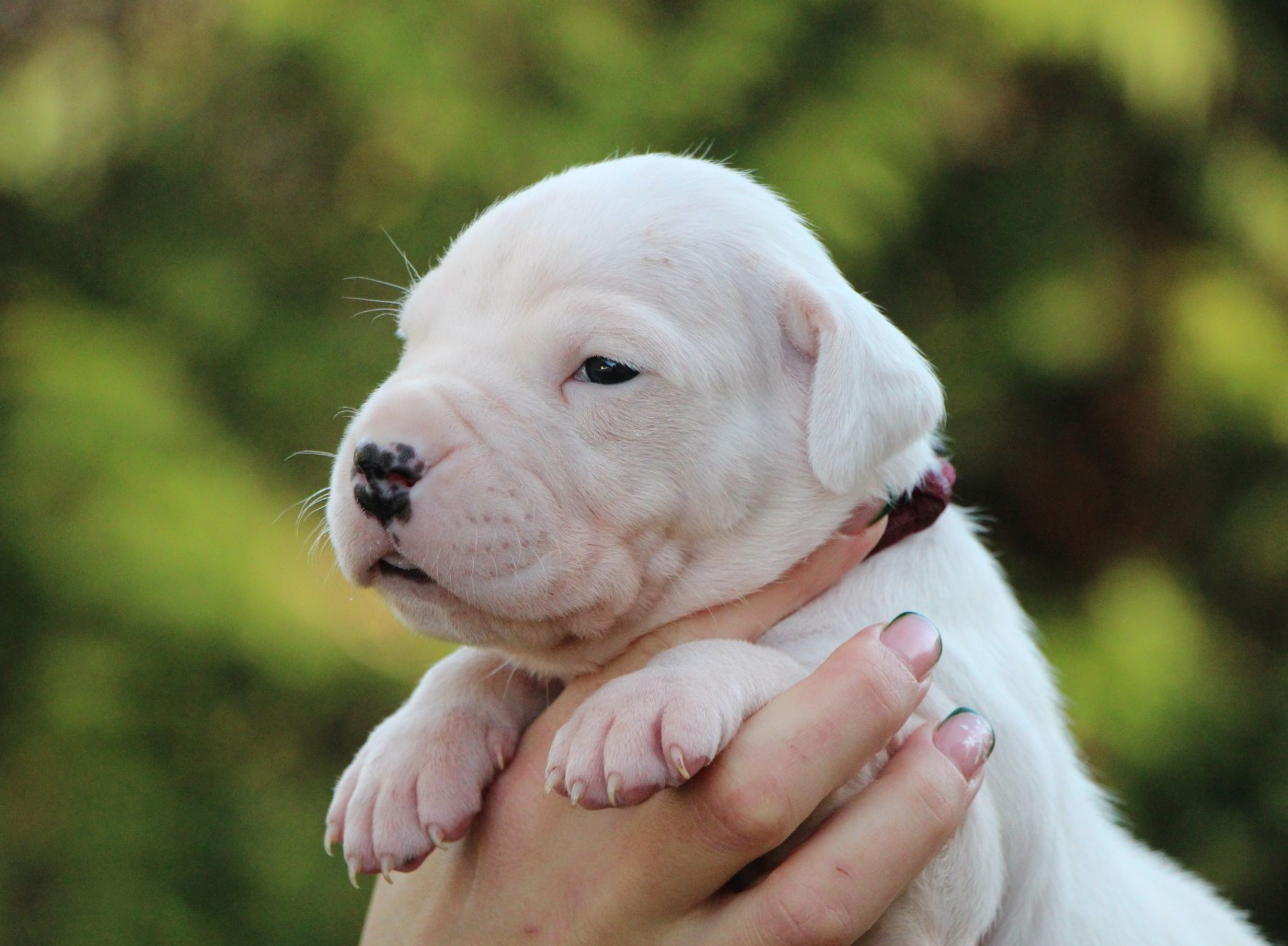 De La Notte Di Cane - Chiots disponibles - Dogo Argentino
