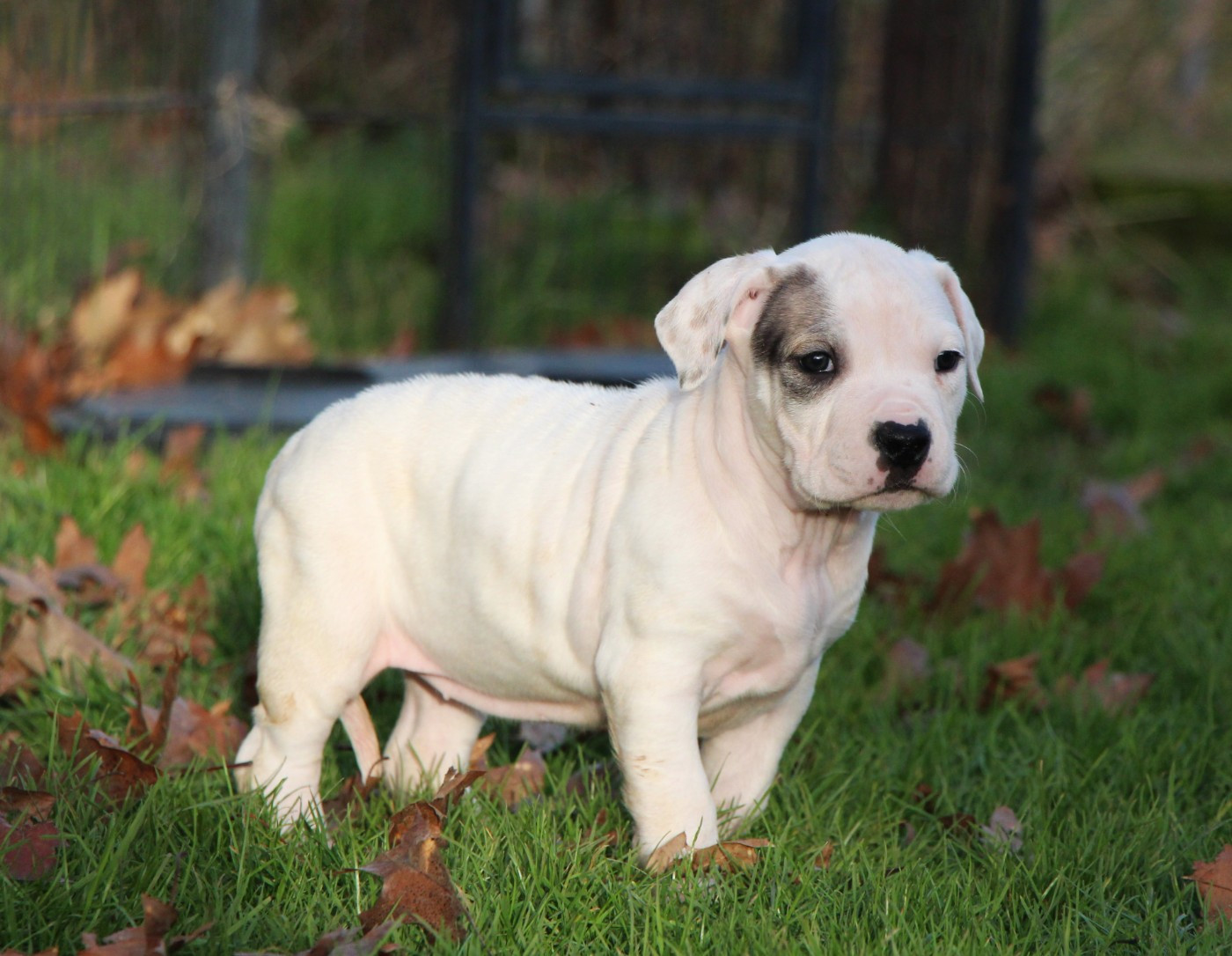 De La Notte Di Cane - Chiots disponibles - Dogo Argentino