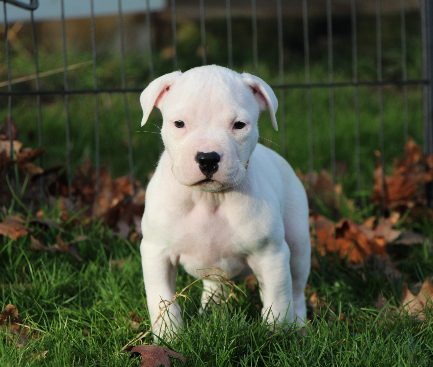 De La Notte Di Cane - Chiots disponibles - Dogo Argentino