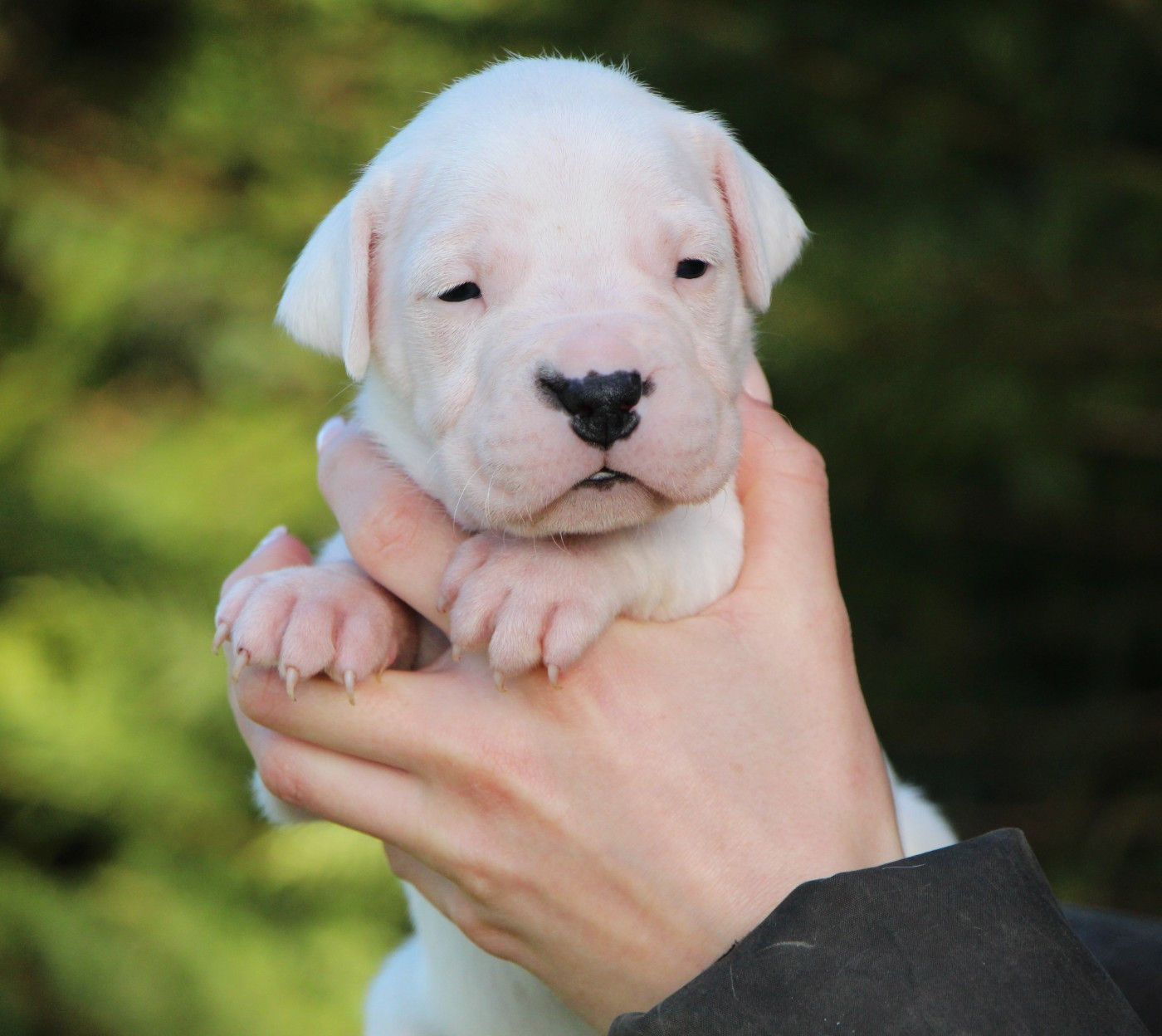 De La Notte Di Cane - Chiots disponibles - Dogo Argentino