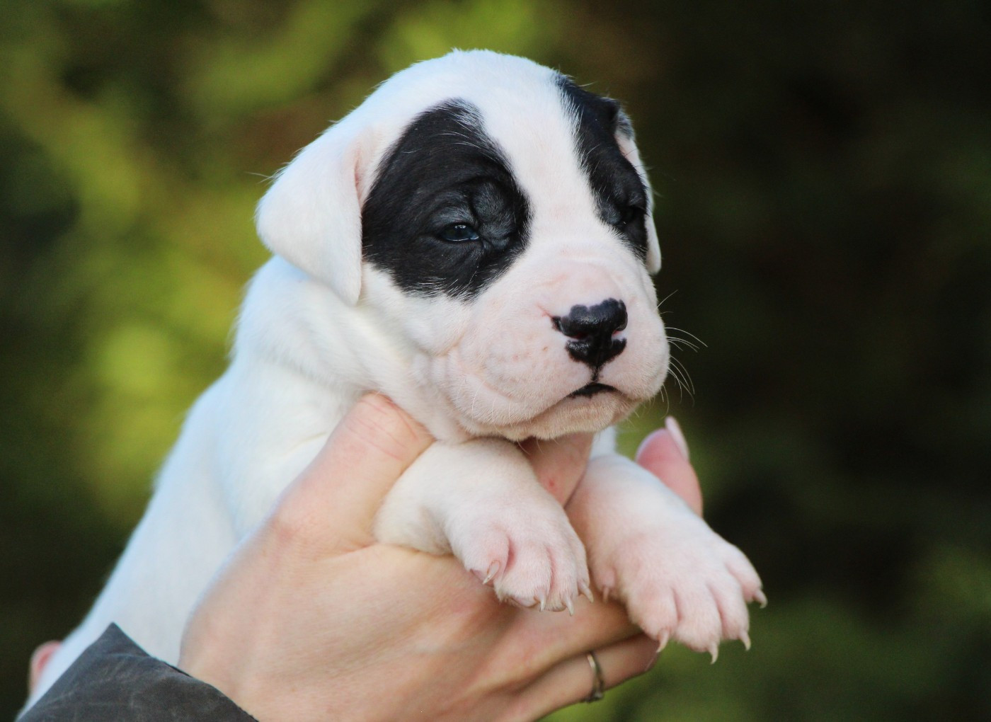 De La Notte Di Cane - Chiots disponibles - Dogo Argentino