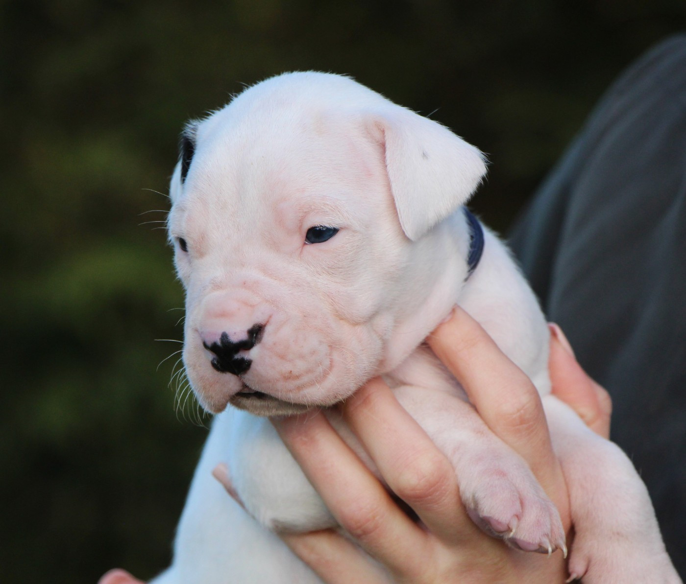 De La Notte Di Cane - Chiots disponibles - Dogo Argentino
