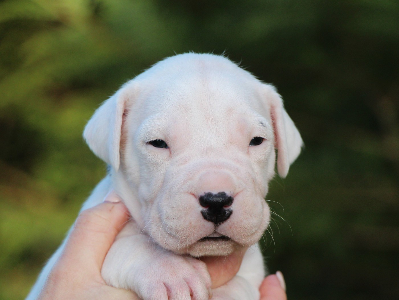 De La Notte Di Cane - Chiots disponibles - Dogo Argentino