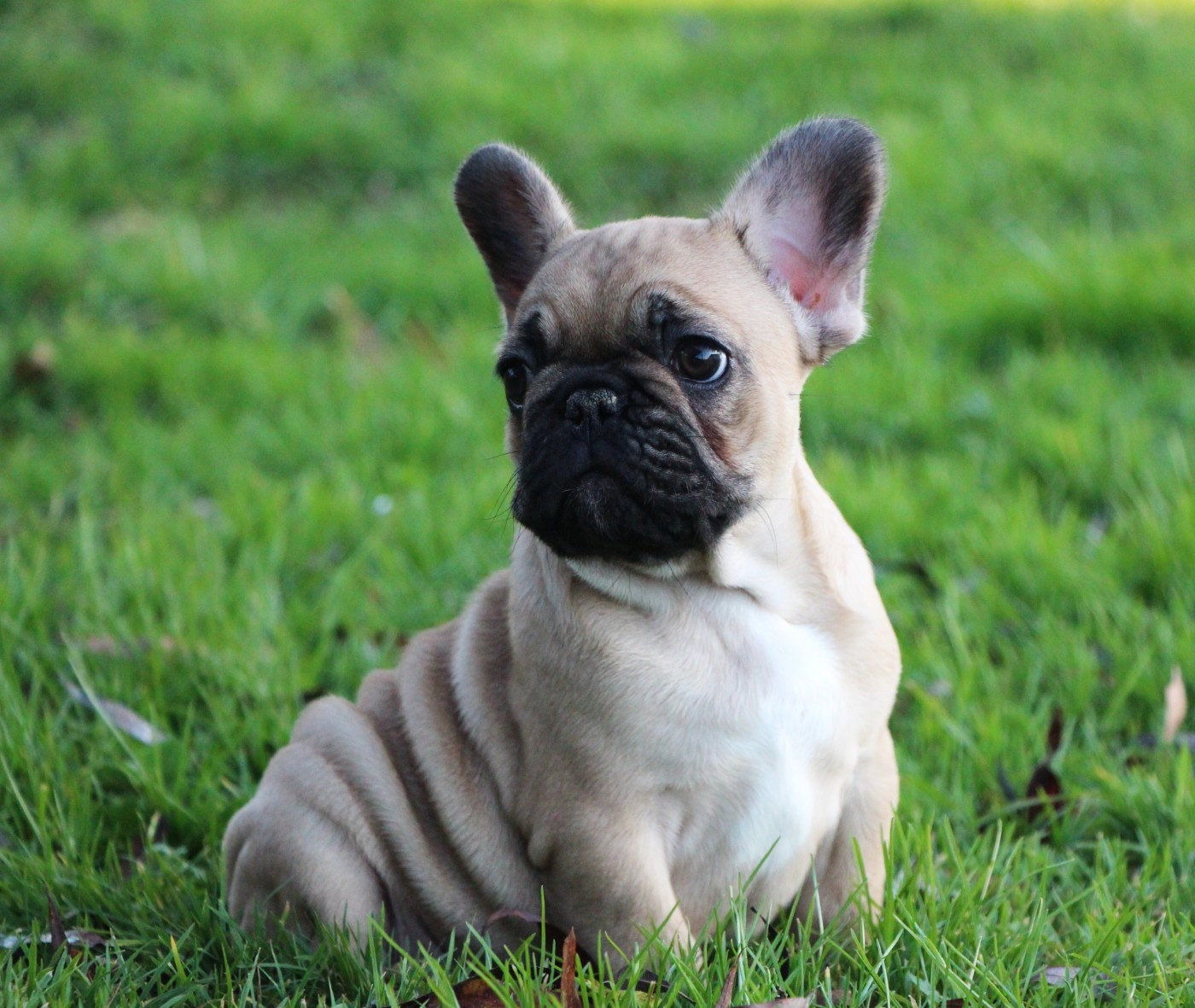 De La Notte Di Cane - Chiots disponibles - Bouledogue français