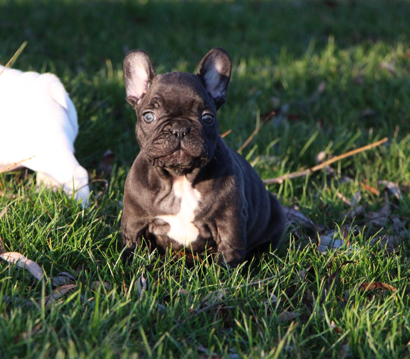 De La Notte Di Cane - Chiots disponibles - Bouledogue français
