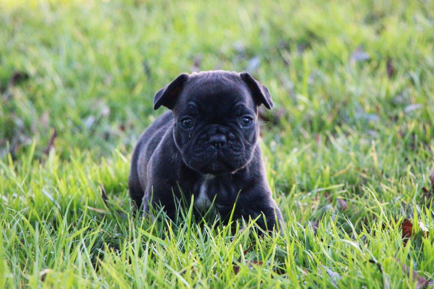 De La Notte Di Cane - Chiots disponibles - Bouledogue français