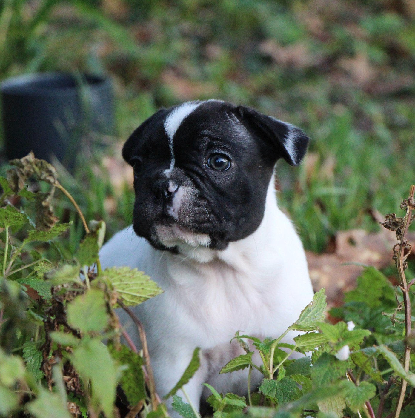 De La Notte Di Cane - Chiots disponibles - Bouledogue français