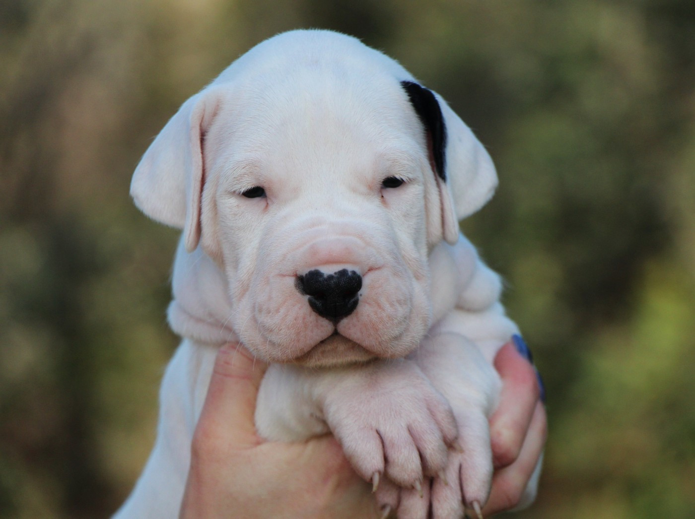 De La Notte Di Cane - Chiots disponibles - Dogo Argentino