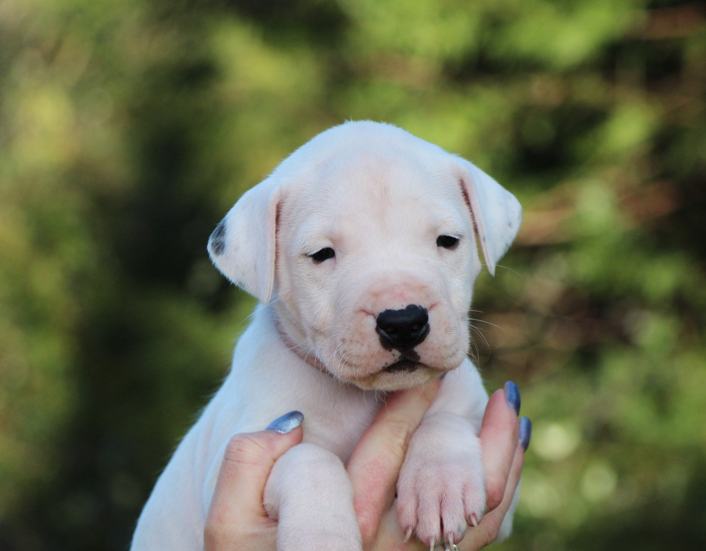 De La Notte Di Cane - Chiots disponibles - Dogo Argentino