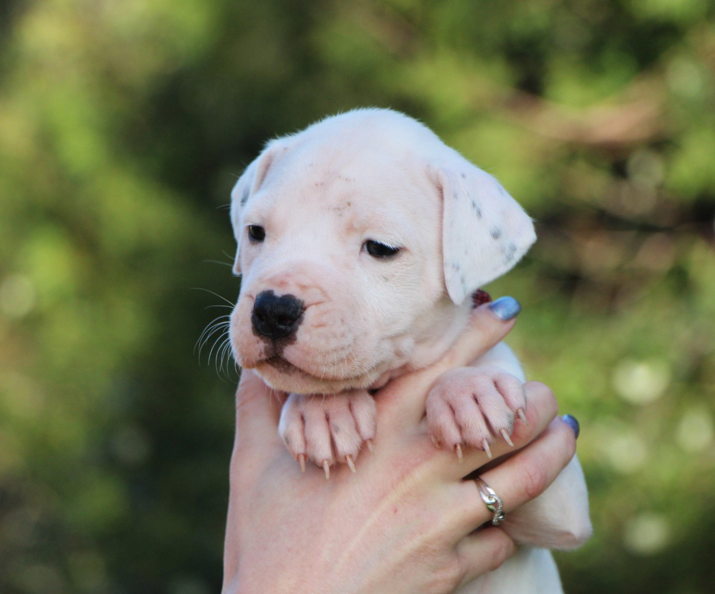 De La Notte Di Cane - Chiots disponibles - Dogo Argentino