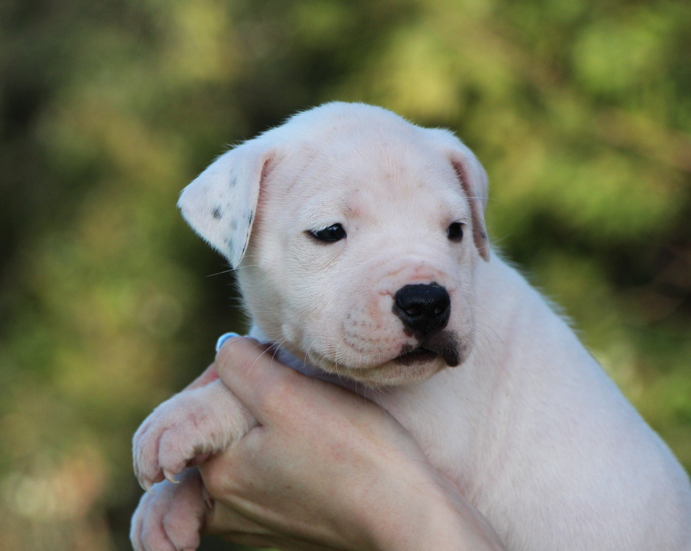 De La Notte Di Cane - Chiots disponibles - Dogo Argentino