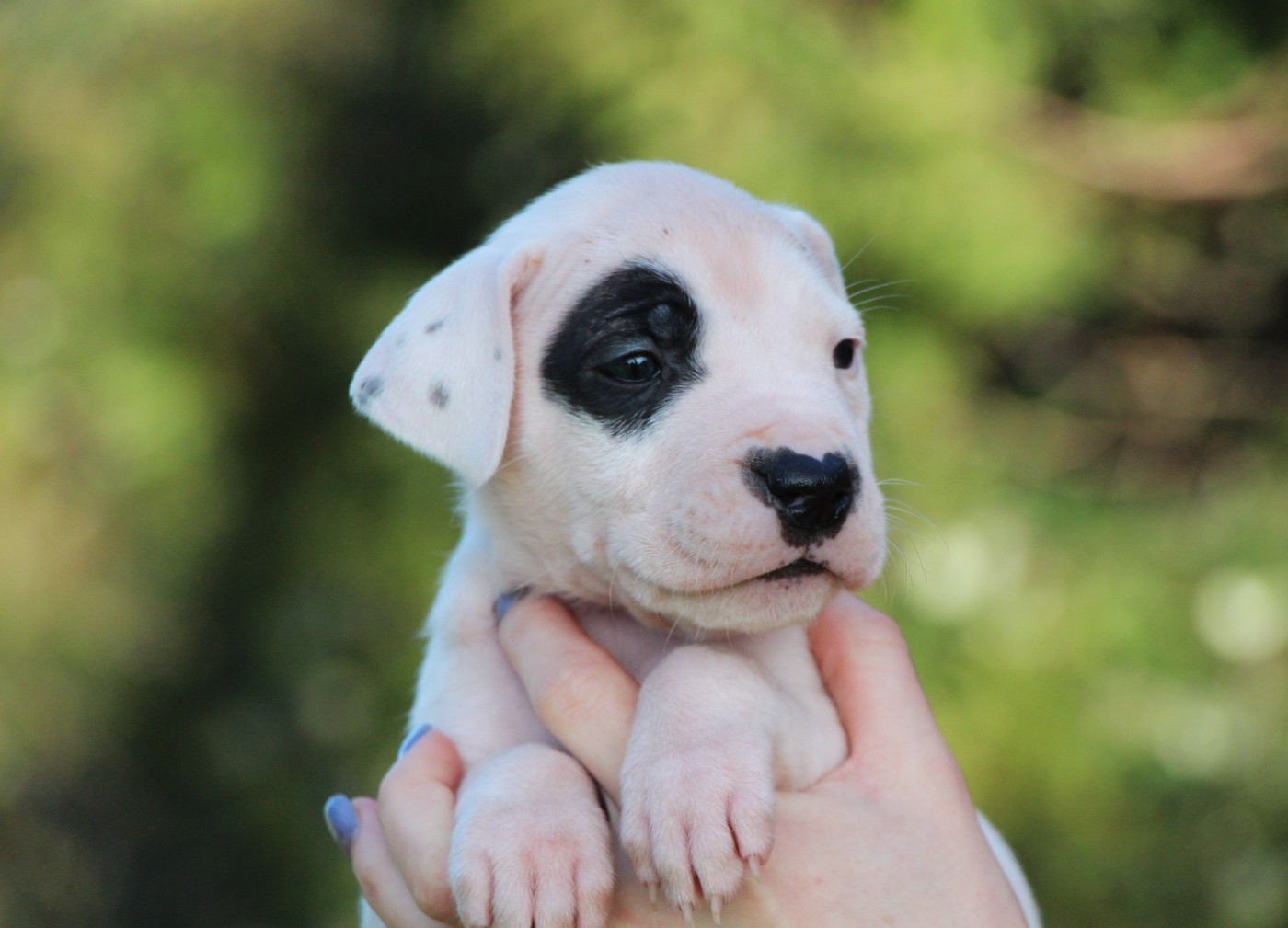 De La Notte Di Cane - Chiots disponibles - Dogo Argentino