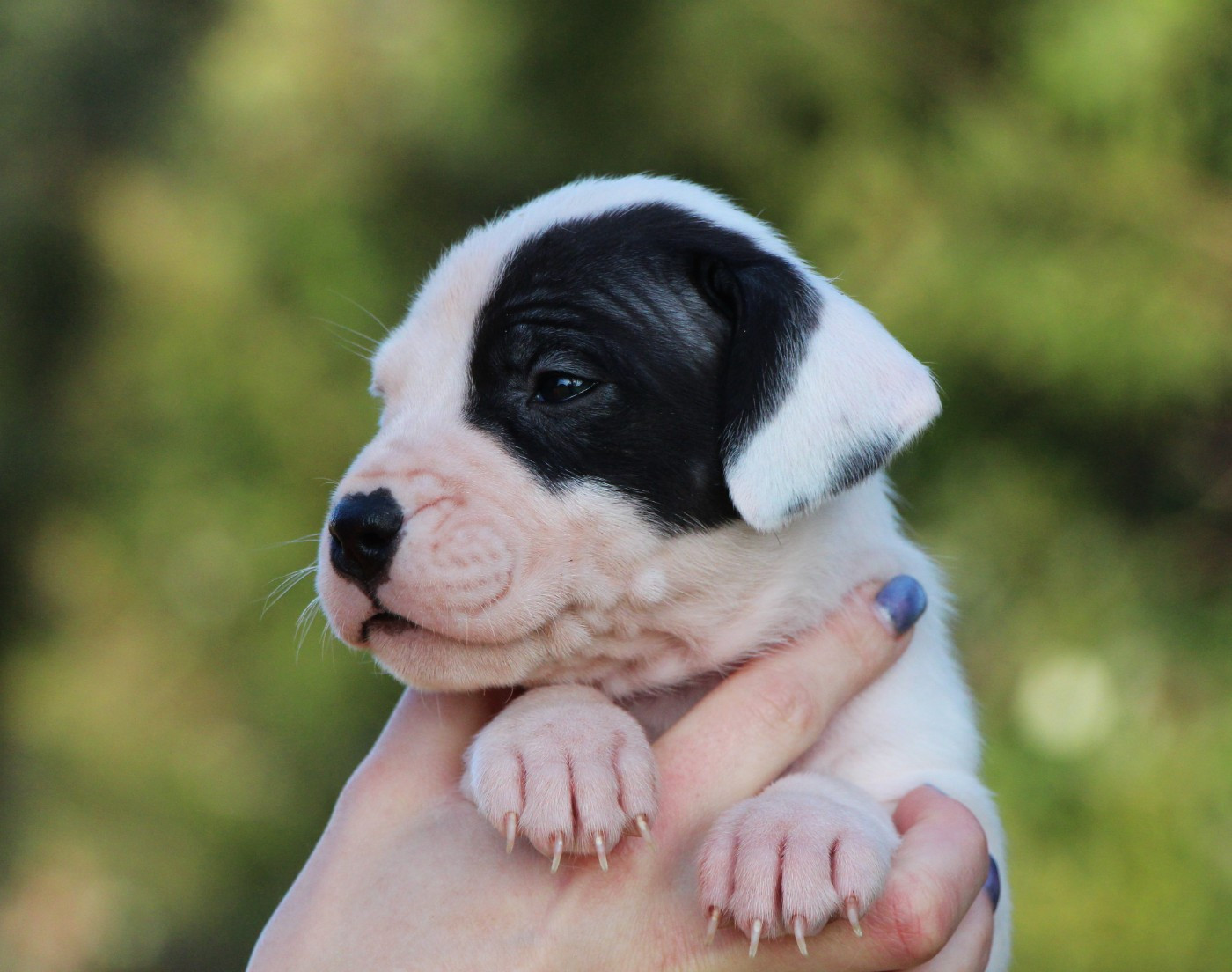 De La Notte Di Cane - Chiots disponibles - Dogo Argentino