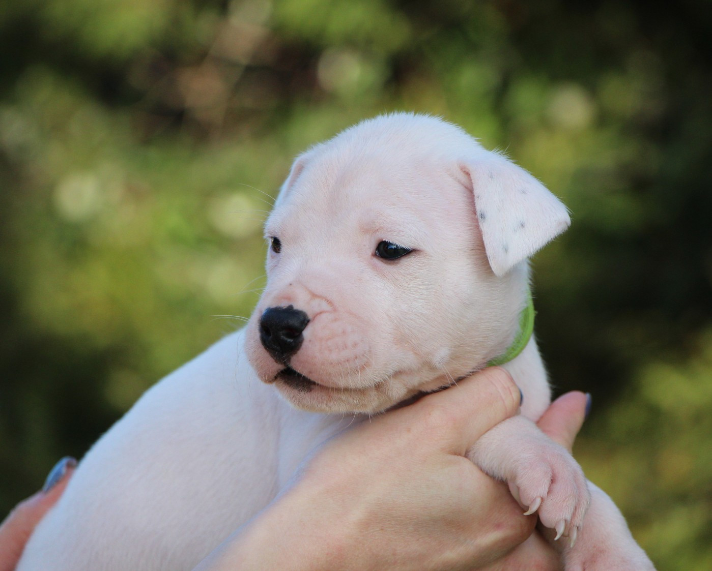 De La Notte Di Cane - Chiots disponibles - Dogo Argentino