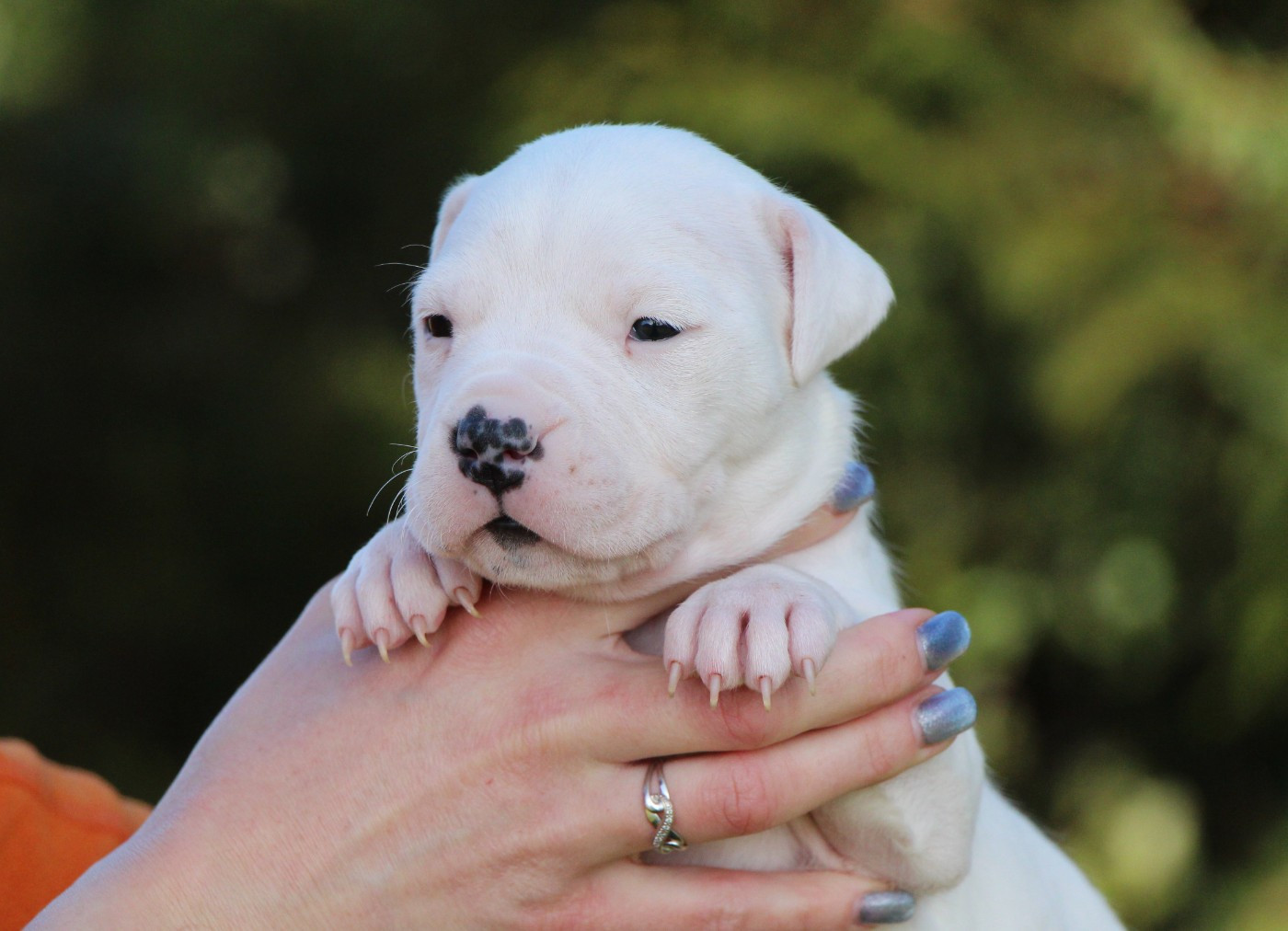 De La Notte Di Cane - Chiots disponibles - Dogo Argentino