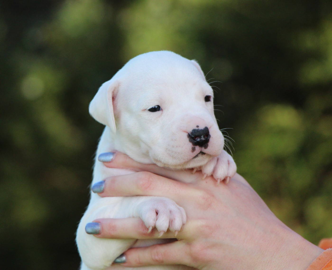 De La Notte Di Cane - Chiots disponibles - Dogo Argentino