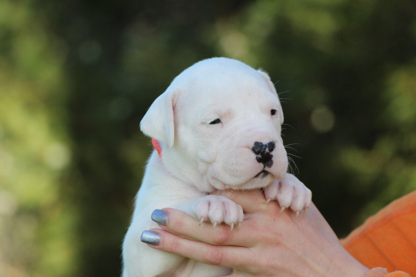 De La Notte Di Cane - Chiots disponibles - Dogo Argentino