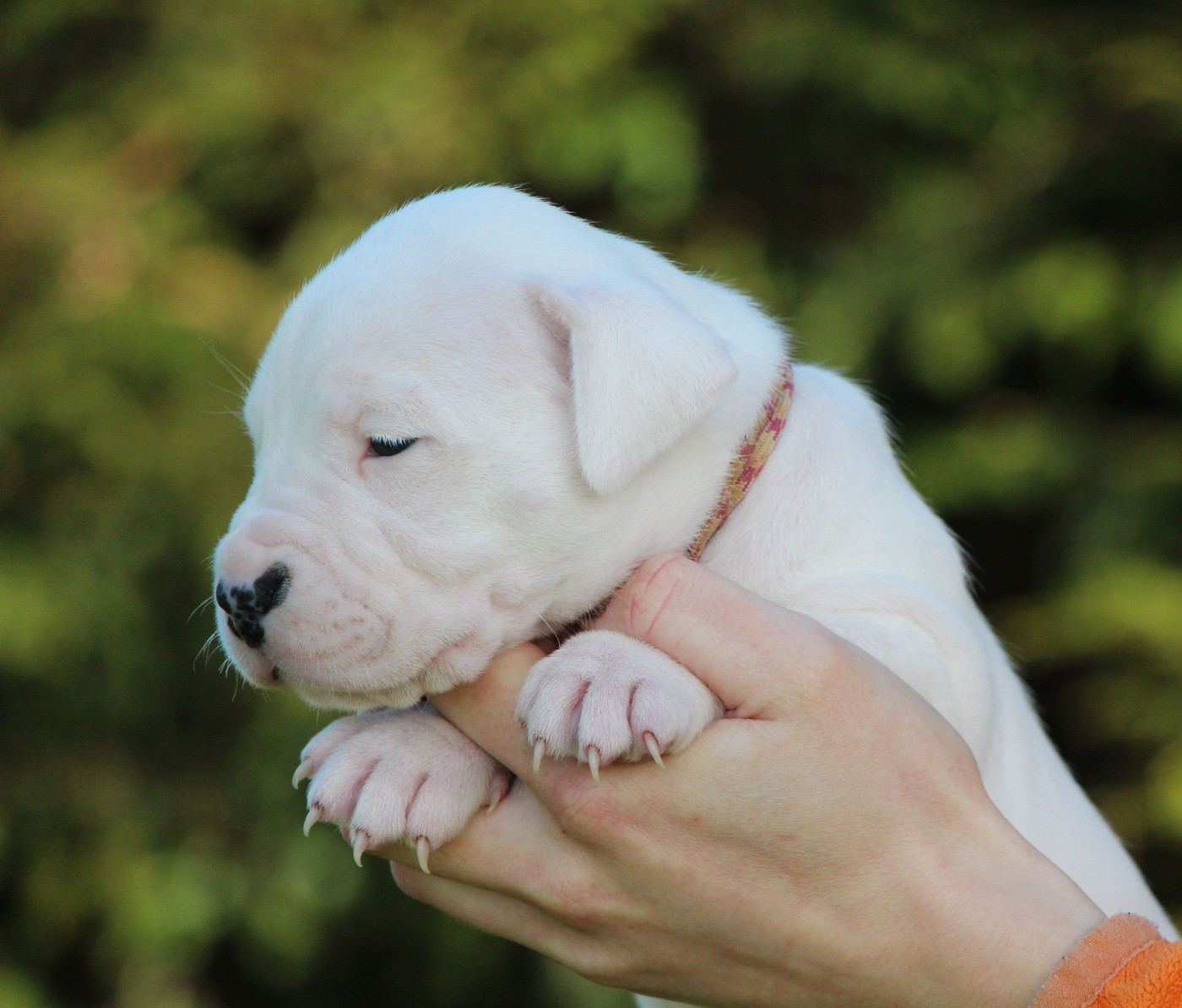 De La Notte Di Cane - Chiots disponibles - Dogo Argentino