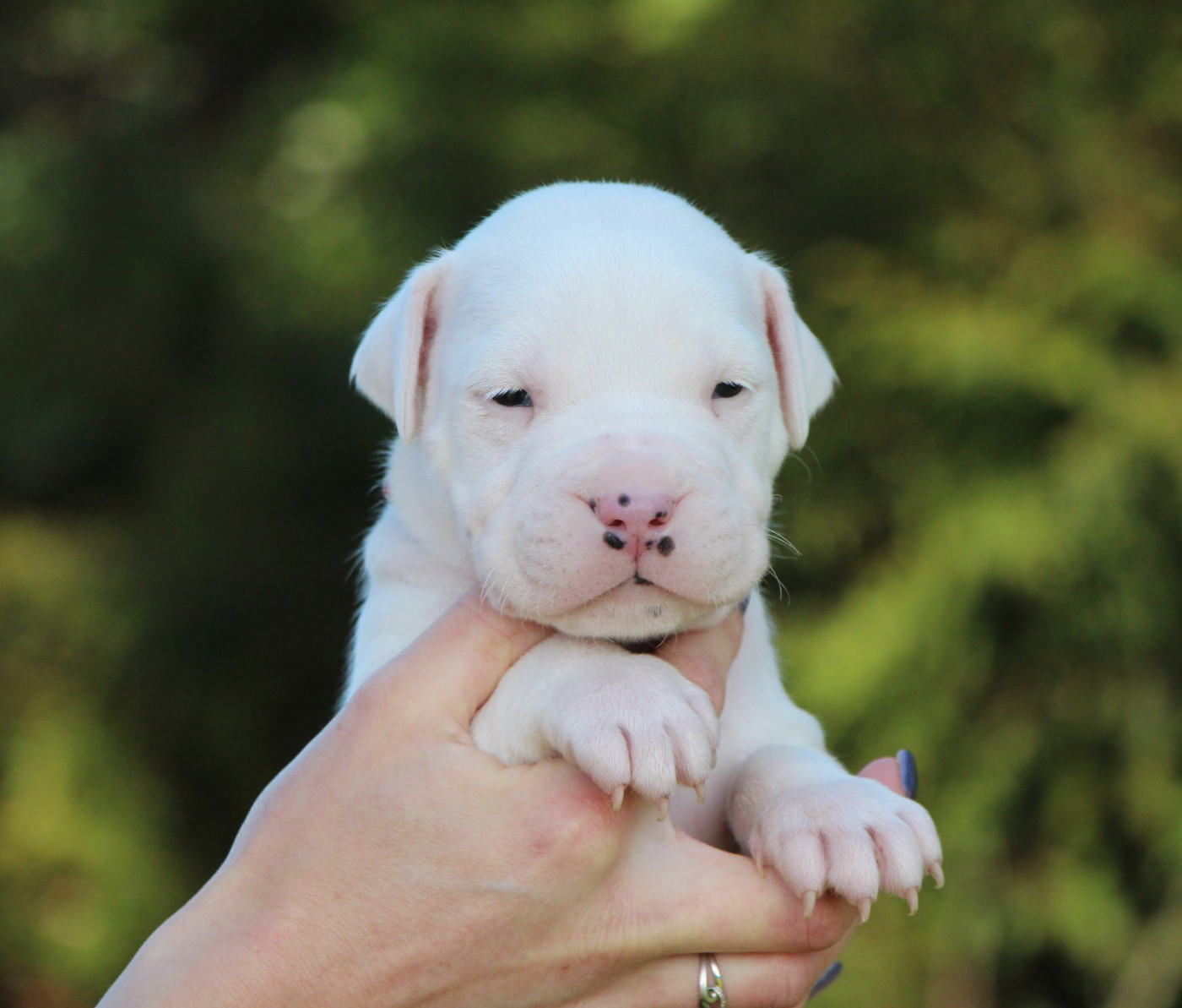 De La Notte Di Cane - Chiots disponibles - Dogo Argentino