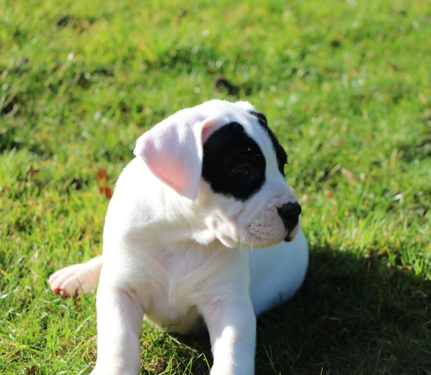 De La Notte Di Cane - Chiots disponibles - Dogo Argentino