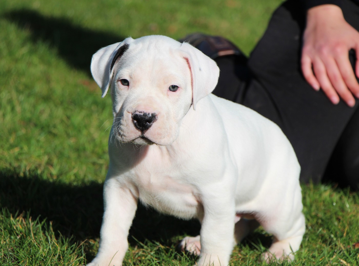 De La Notte Di Cane - Chiots disponibles - Dogo Argentino