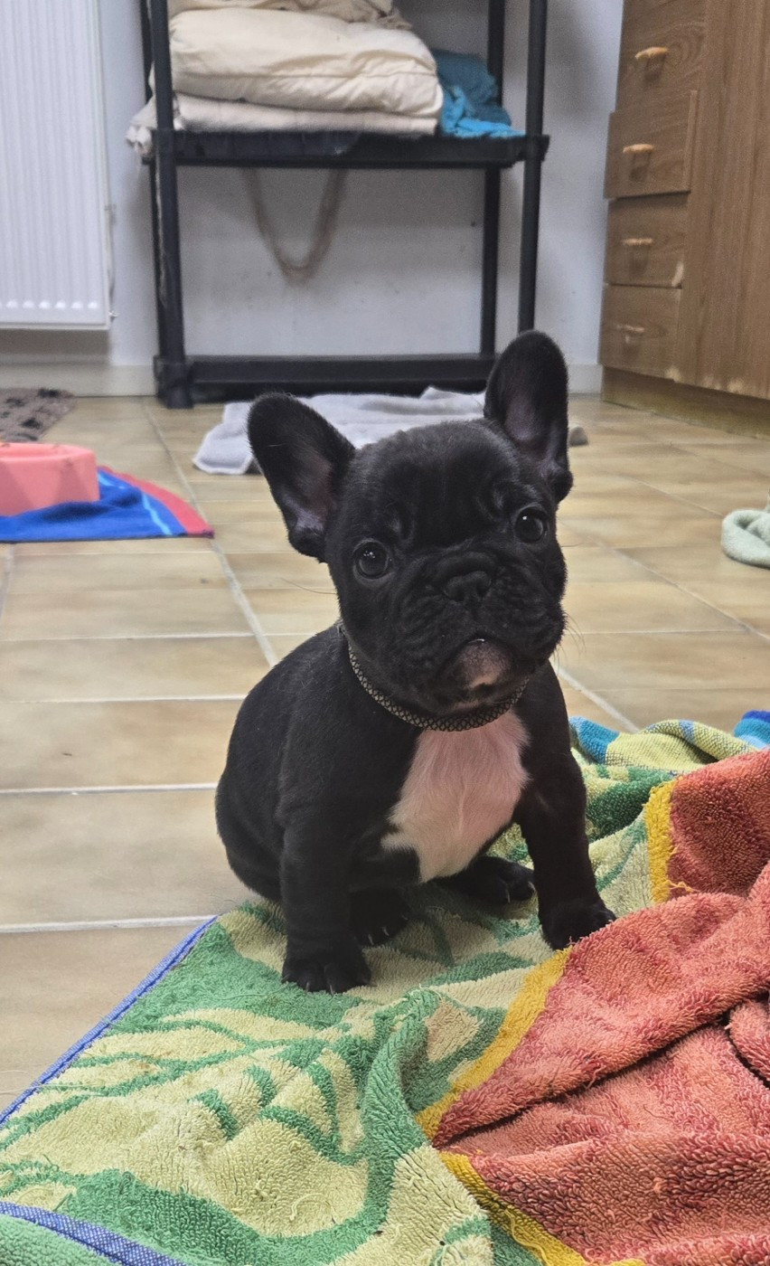 De La Notte Di Cane - Chiots disponibles - Bouledogue français